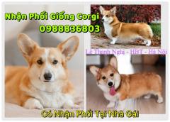 Nhận phối giống Corgi. 0988836803