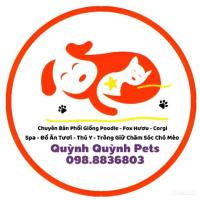 Nhận phối giống Corgi. 0988836803